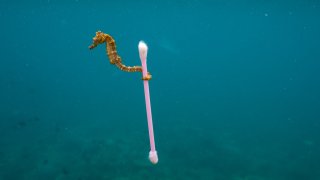 plasticorplanet-seahores