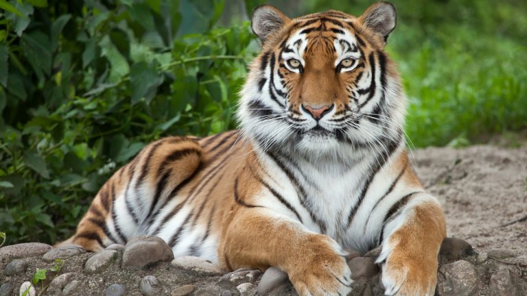 Мащабната програма за връщане на дивите котки в азиатската страна