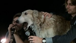 Кучетата в рокендрола: Певци, вдъхновители и истински звезди