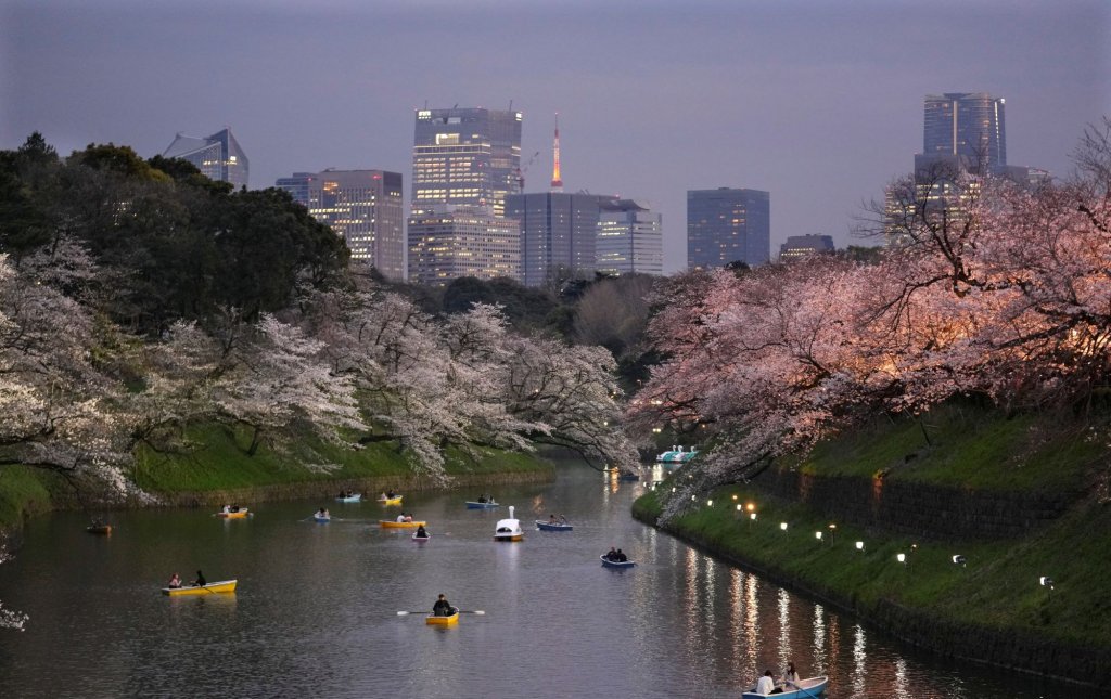 Тълпи и пролетна прелест: Започна сезонът на цъфналите вишни в Токио (Снимки)