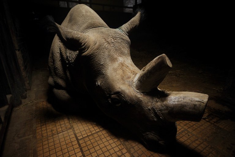 Судан - последният бял носорог на планетата.