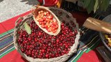 Овощните градини с череши в района вече са в цъфтеж