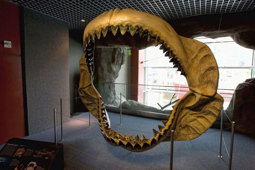1280px-Megalodon_jaws_on_display_at_the_National_Baltimore_Aquarium
