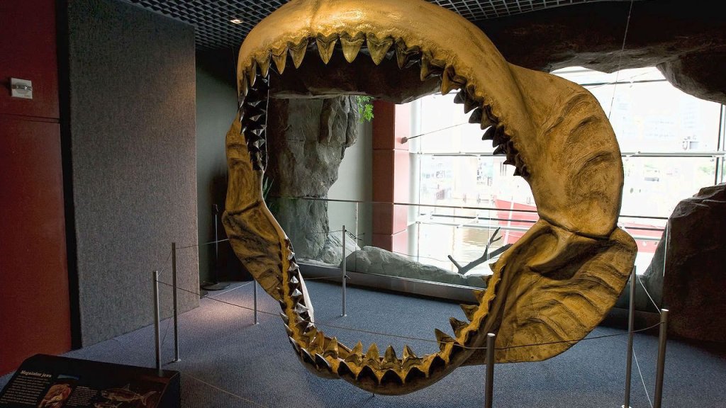 1280px-Megalodon_jaws_on_display_at_the_National_Baltimore_Aquarium