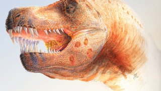 T._rex_infection