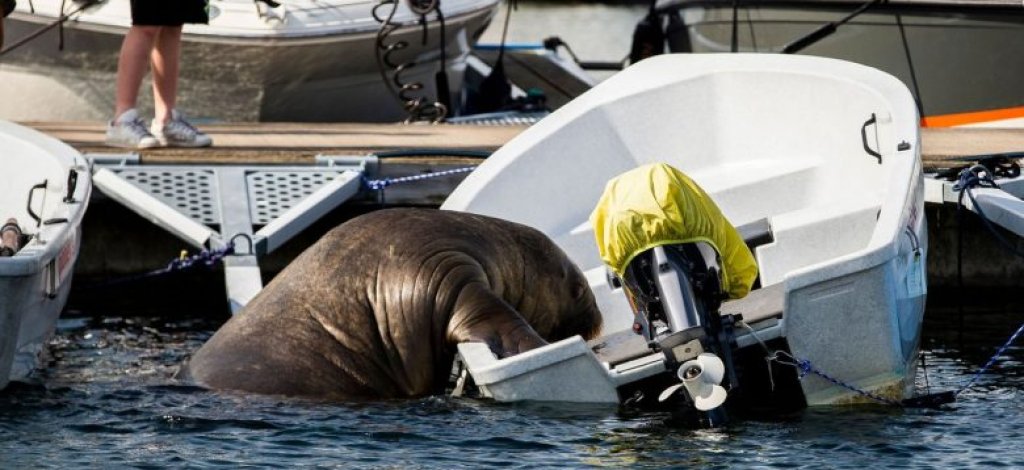1660332951_Freya-the-walrus-could-be-euthanised-if-public-do-not-780x470