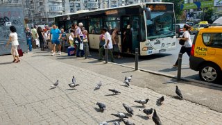 Bushaltestelle mit Tauben am Bulevardul Corneliu Coposu, Bukarest.