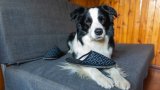 7 породи кучета, които могат да ви побъркат