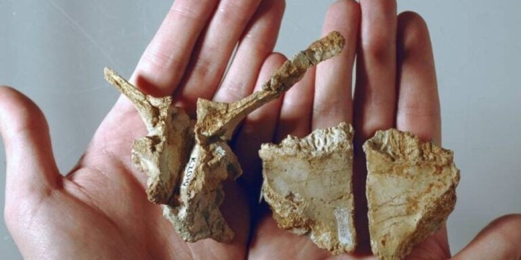 dwarf-dinosaur-fossil-768x512