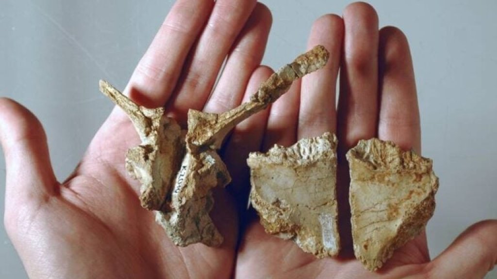 dwarf-dinosaur-fossil-768x512