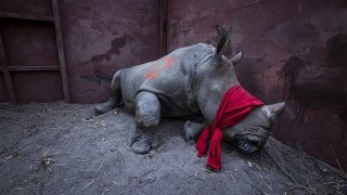 Canon-Pro-WPP-highlights-6-Neil-Aldridge-1110