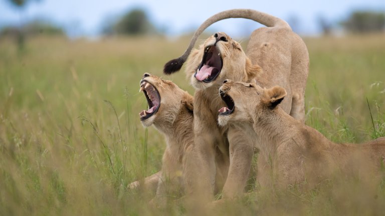 Най-смешните снимки на животни за 2025 г.