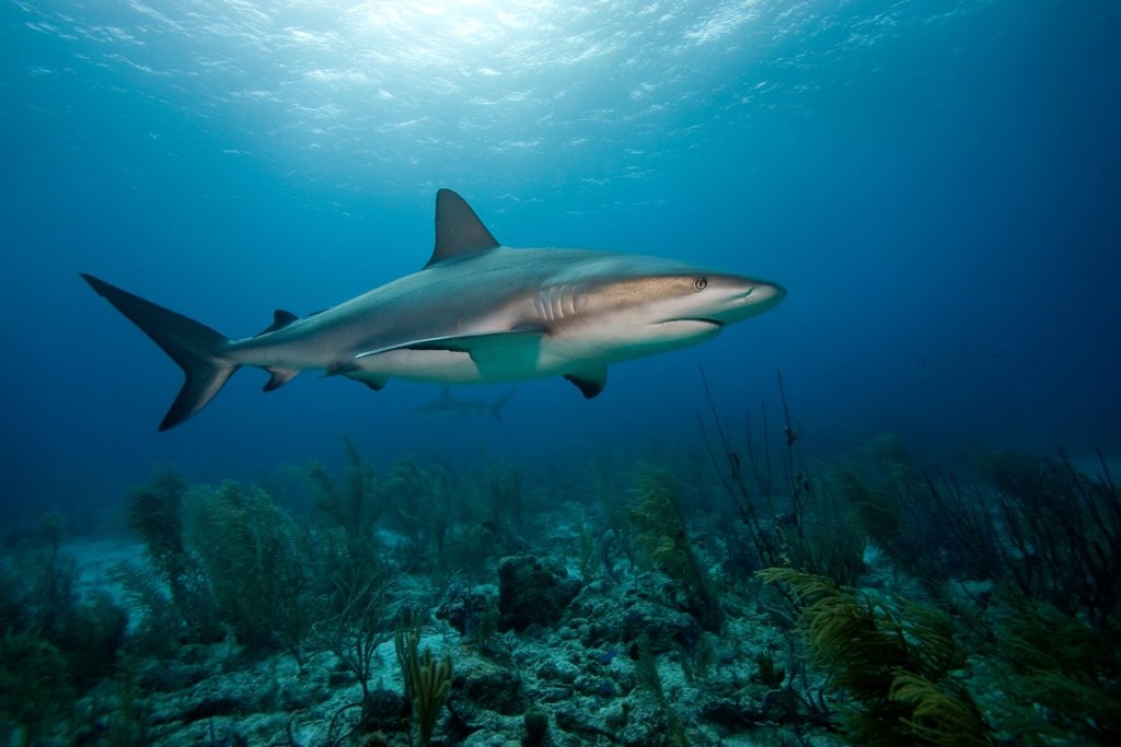 Discovery_Channel_ акули
