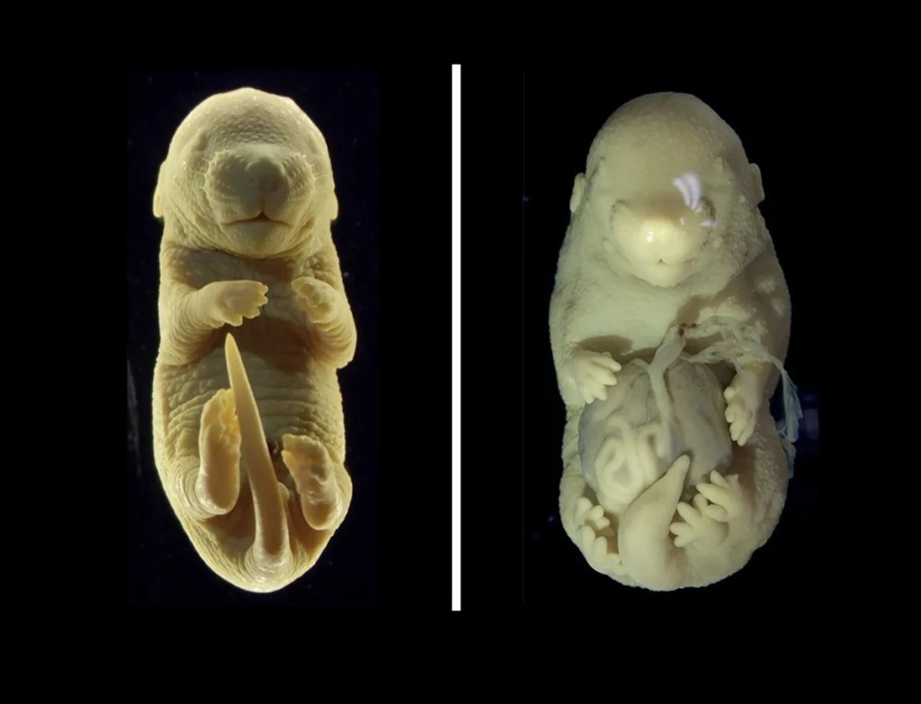 mouse-embryo-with-six-legs-and-no-genitals-l