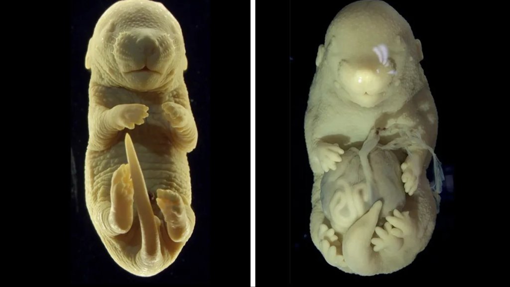 mouse-embryo-with-six-legs-and-no-genitals-l