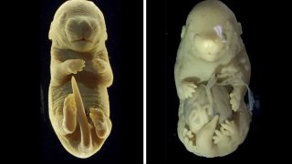 mouse-embryo-with-six-legs-and-no-genitals-l