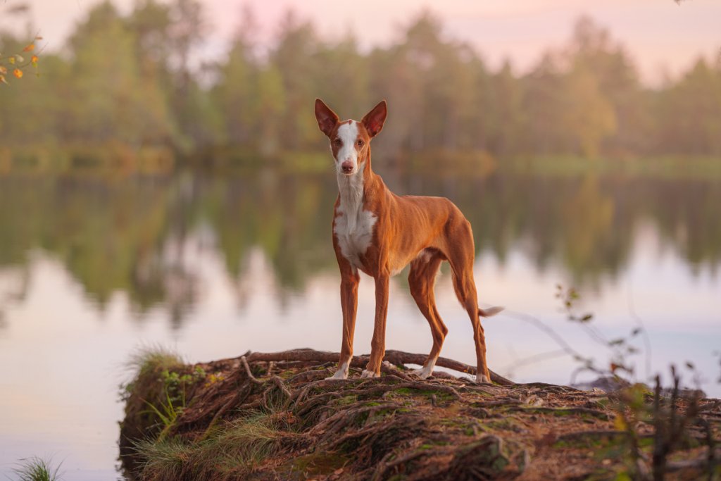 Хрътка от ИбисаХрътката от Ибиса е аристократ на киноложкия свят – елегантна, красива и леко капризна. Породата има невероятно обоняние и нюх и за нея разходките сред природата са приключение, на което поема с удоволствие. Не се плаши и от дъжд и вода заради късата си плътна козина.