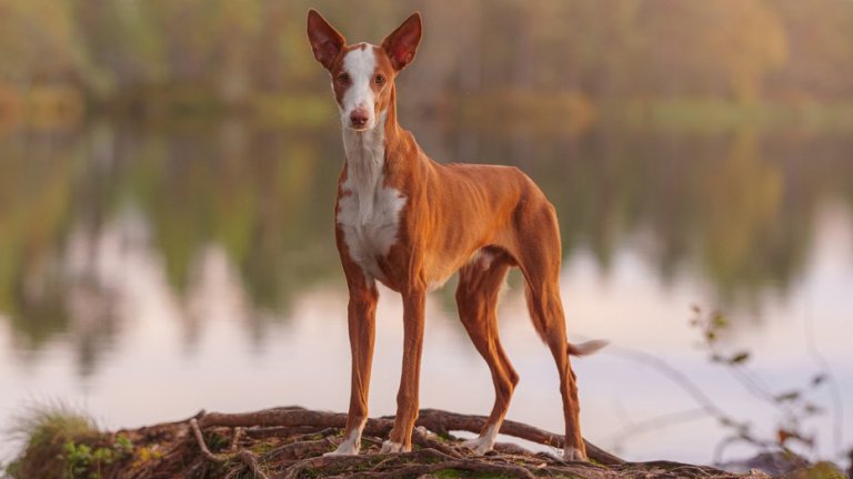 Хрътка от ИбисаХрътката от Ибиса е аристократ на киноложкия свят – елегантна, красива и леко капризна. Породата има невероятно обоняние и нюх и за нея разходките сред природата са приключение, на което поема с удоволствие. Не се плаши и от дъжд и вода заради късата си плътна козина.