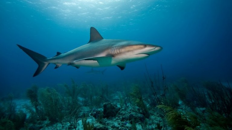Ето нашите предложения за 3-те документални филма от "Седмицата на акулите" на Discovery Channel, които не трябва да пропускате