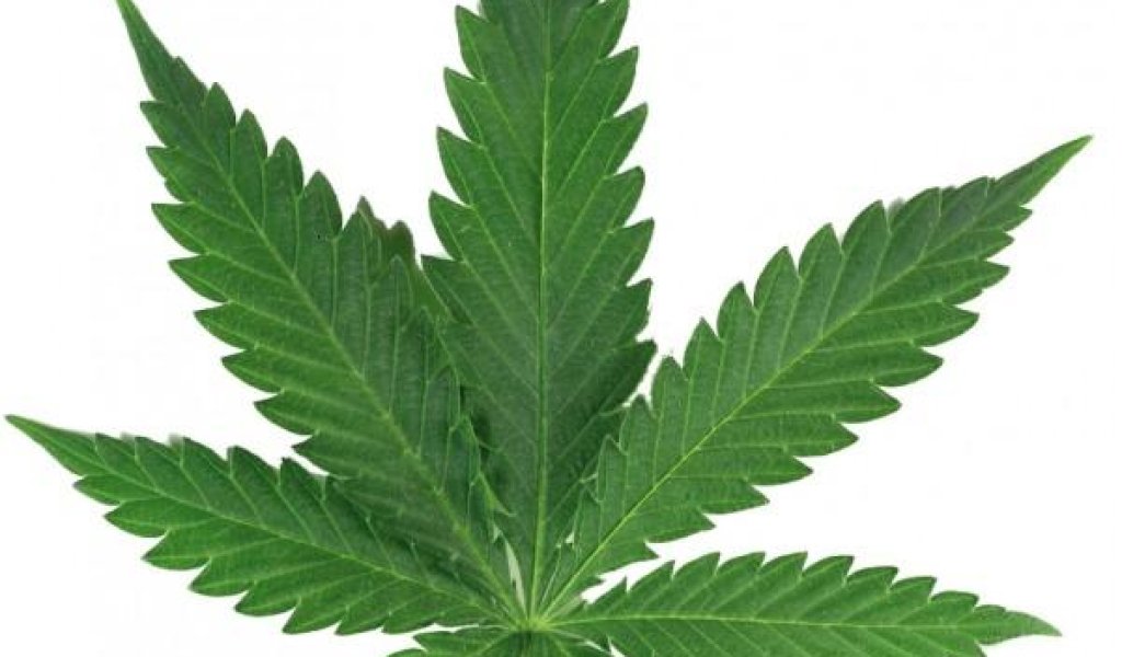 sticker-feuille-de-cannabis