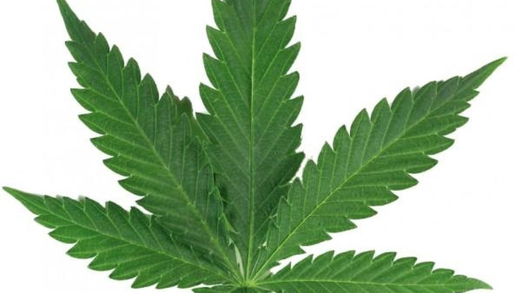 sticker-feuille-de-cannabis