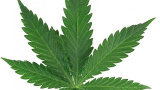 sticker-feuille-de-cannabis