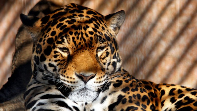 Биолози от Обществото за защита на дивите животни използват аромат на Келвин Клайн, за да привлекат ягуарите...