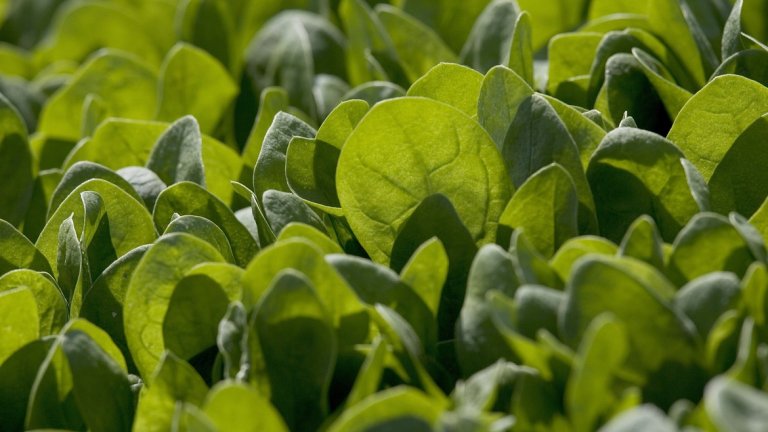 Спанак - 25 калории / 100 гр. 
Спанакът е един от зеленчуците с най-висока хранителна стойност. Не само е богат на витамини и минерали, но и на фитонутриенти, които действат като мощни антиоксиданти за защита на клетъчните структури и ДНК.
Спанакът е добър източник на желязо. Със своя деликатен сладък вкус, може да се консумира варен (не повече от 1 минута) или суров в салата. Той подобрява кръвното налягане, намалява риска от рак, астма, спомага заздравяването на костната система и е ценен при диабет, тъй като способства регулирането на кръвната захар.