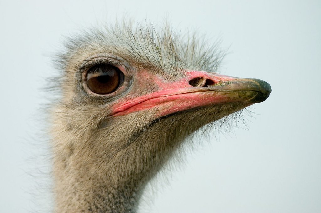 1280px-Afrikanischer_Strauss_Portrait