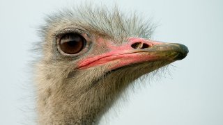 1280px-Afrikanischer_Strauss_Portrait
