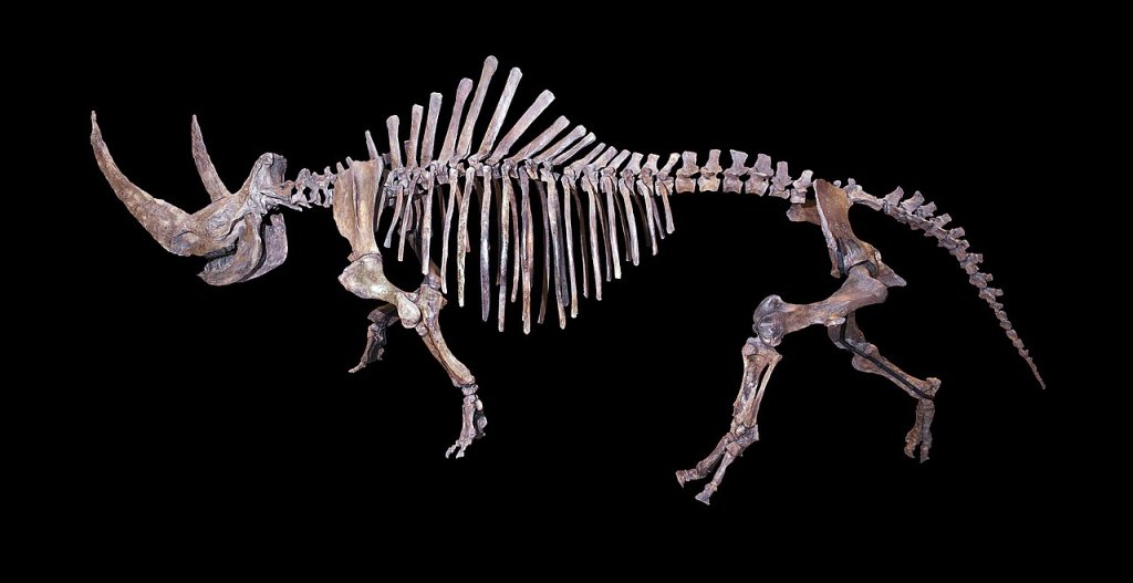 Rhinocéros Laineux