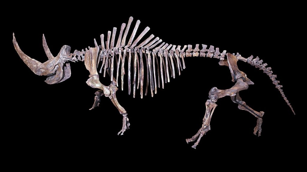 Rhinocéros Laineux
