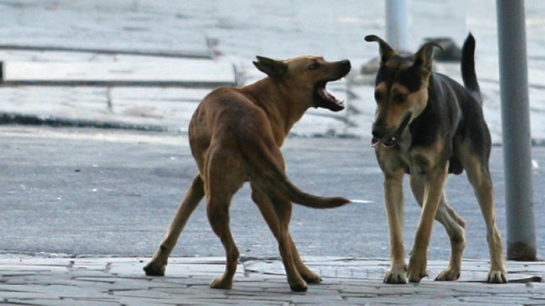 И в България бездомни кучета причиниха смърт