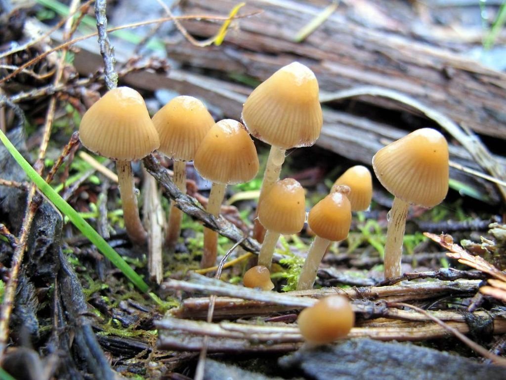 1024px-Psilocybe_pelliculosa_119172