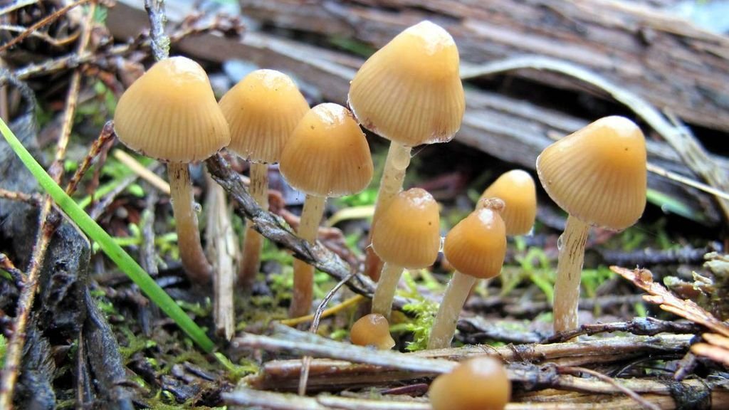 1024px-Psilocybe_pelliculosa_119172