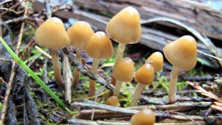 1024px-Psilocybe_pelliculosa_119172