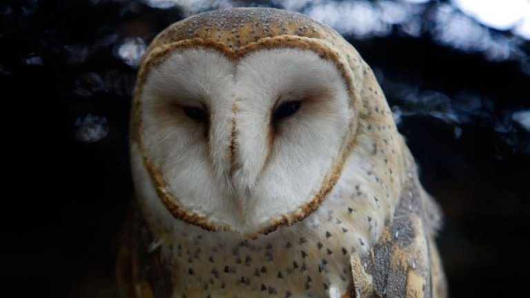 Забулената сова обикновена хваща между 2,000 и 5,000 гризачи всяка година