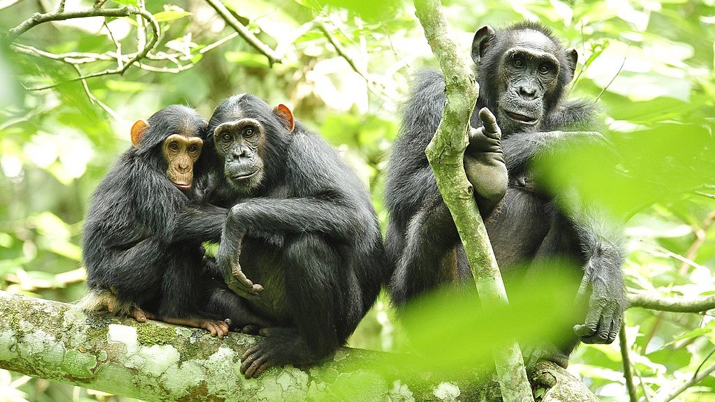 Chimpanzees_in_Uganda_(5984913059)