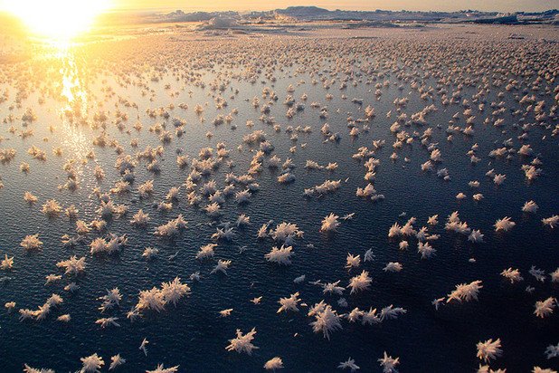 Ледени цветя в Арктика