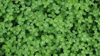 kiki-wang-TOc_JldXOX8-unsplash