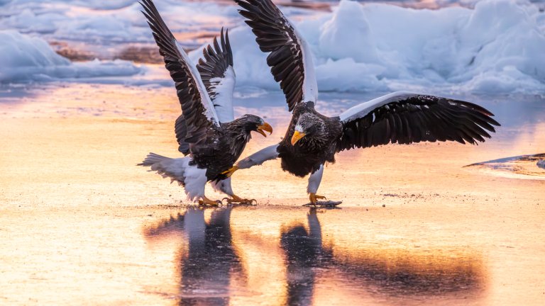 Най-смешните снимки на животни за 2025 г.