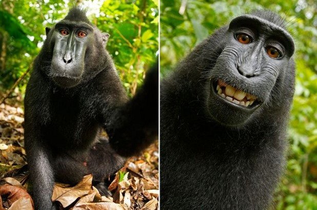 По време на пътуване в Индонезия, фотографът Дейвид Слейтър попада на този застрашен вид черен макак. Маймуната грабва камерата му и си прави серия от селфита. Точно както постъпват и повечето хора, само че макакът стана "вайръл" много бързо, докато хората трябва вече да са много ексцентрични, за да изумят света със селфи