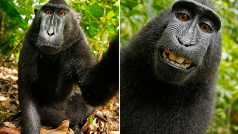 По време на пътуване в Индонезия, фотографът Дейвид Слейтър попада на този застрашен вид черен макак. Маймуната грабва камерата му и си прави серия от селфита. Точно както постъпват и повечето хора, само че макакът стана "вайръл" много бързо, докато хората трябва вече да са много ексцентрични, за да изумят света със селфи