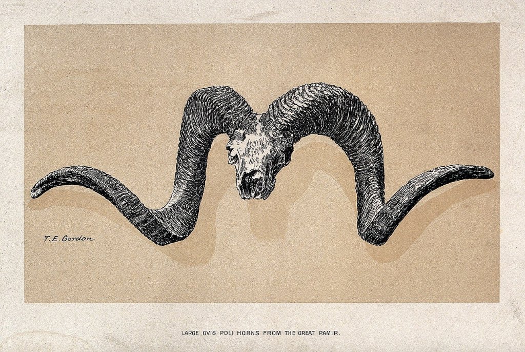 Large_Ovis_Poli_horns_from_the_Great_Pamir._Colour_lithograp_Wellcome_V0023191