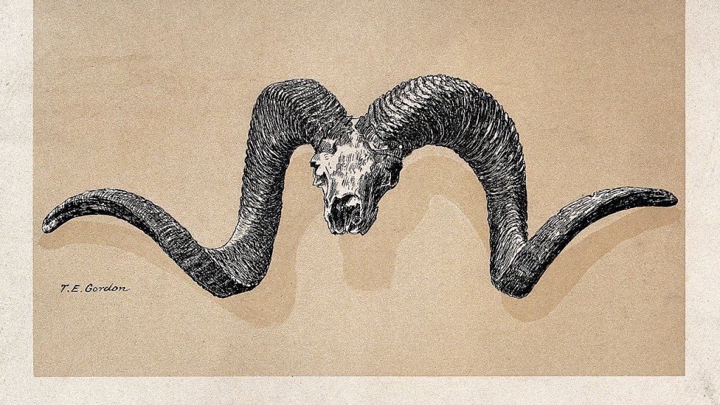 Large_Ovis_Poli_horns_from_the_Great_Pamir._Colour_lithograp_Wellcome_V0023191