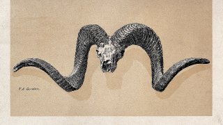 Large_Ovis_Poli_horns_from_the_Great_Pamir._Colour_lithograp_Wellcome_V0023191