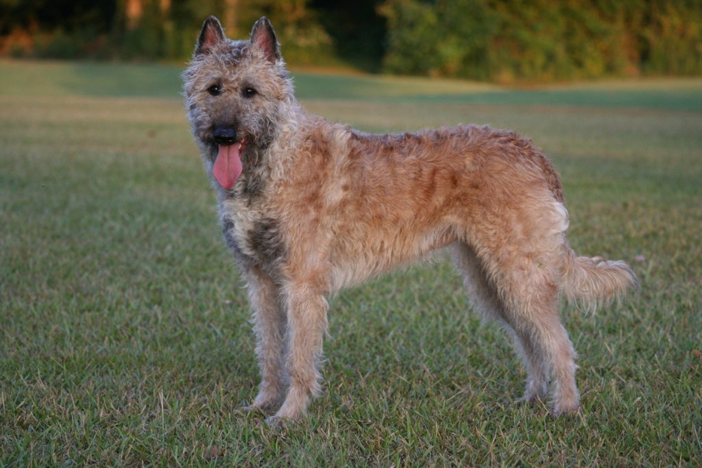 Белгийска овчарка ЛакеноаТя е разновидност на класическата белгийска овчарка, но с по-специфична къдрава козина, която издържа на дъжд, сняг и студ. Овчарката изисква дълги разходки и изобилие от игри и предизвикателства, затова е по-подходяща за по-опитните собственици на кучета.