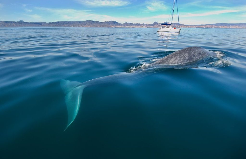 blue-whale-hot-spots-california_81896_990x742