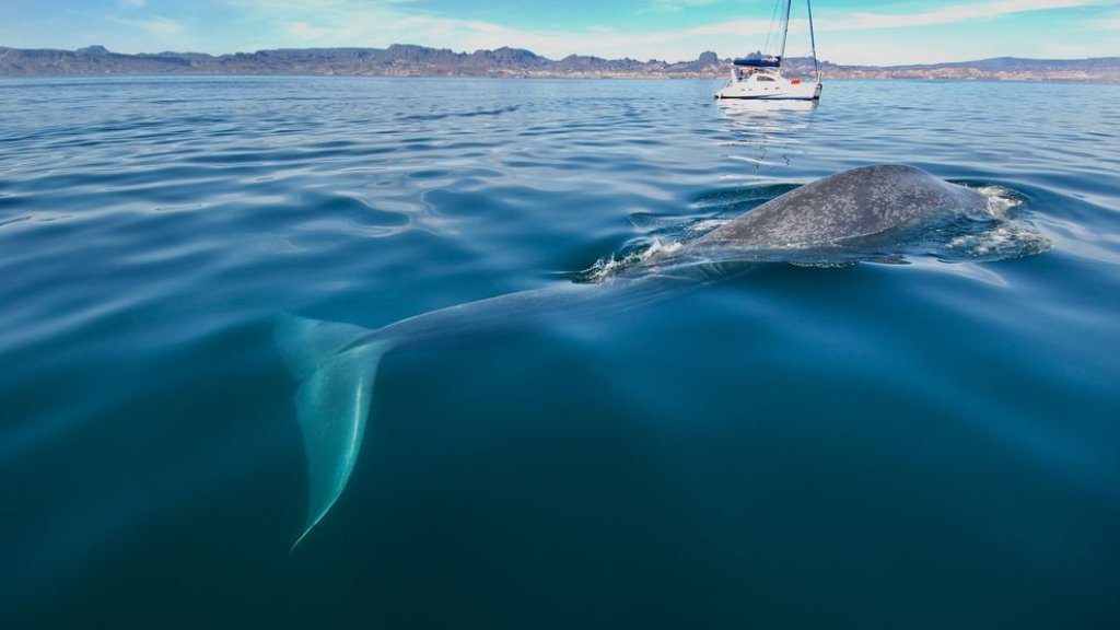 blue-whale-hot-spots-california_81896_990x742