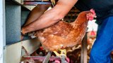 Условията не отговарят на зададените за клетъчно отглеждане стандарти